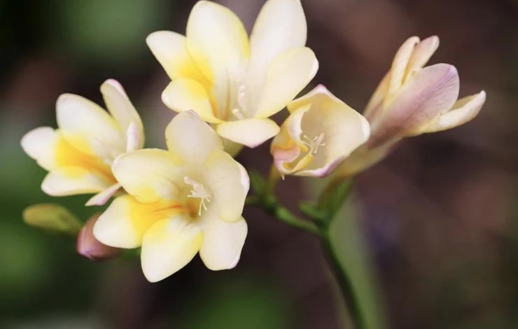 уход за фрезией в домашних условиях