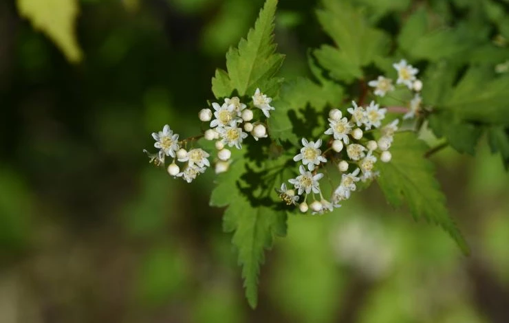 где посадить стефанандру