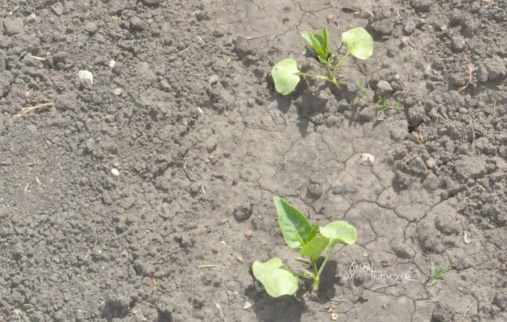 высадка рассады мирабилиса в открытый грунт