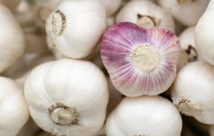 чем подкормить чеснок при пожелтении листьев