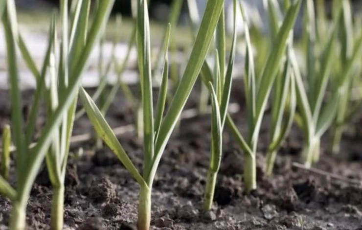 профилактика пожелтения листьев чеснока