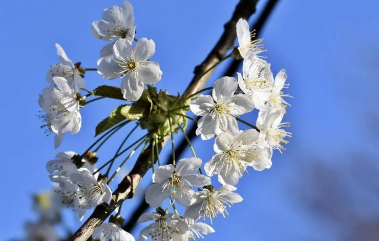 характеристика яблони сорта Флорина