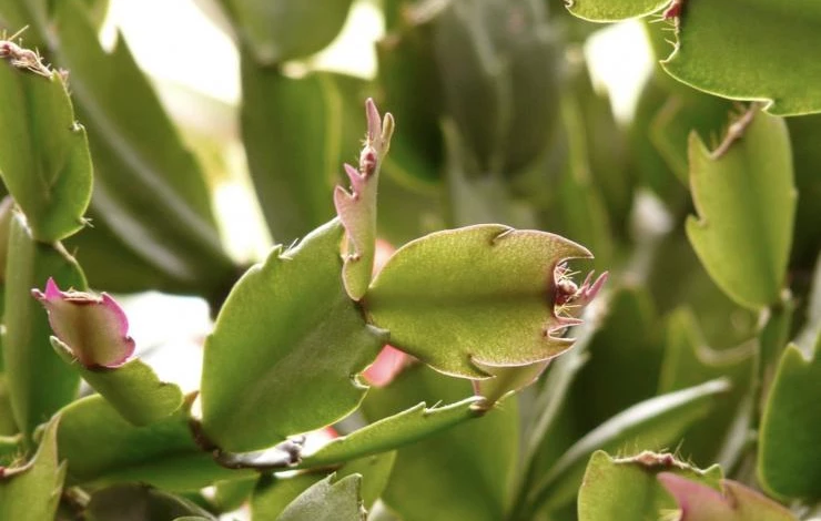 Как выглядит цветок декабрист