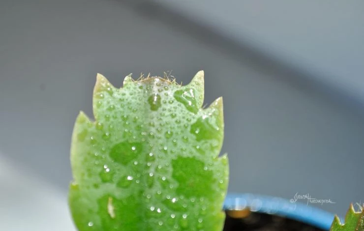 как поливать цветок декабрист