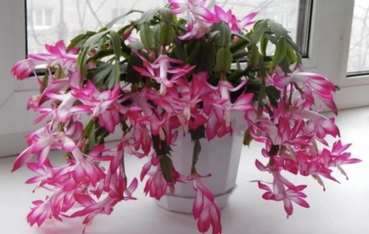 Уход за цветком декабрист в домашних условиях