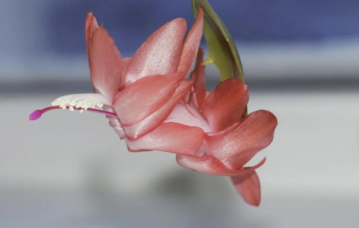 размножение декабриста в домашних условиях