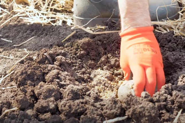 Плод помещают в лунку и присыпают землей