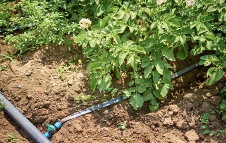 как правильно поливать картофель сорта Вега