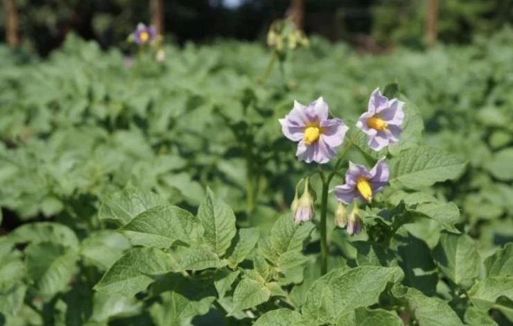 уход за картофелем сорта Вега