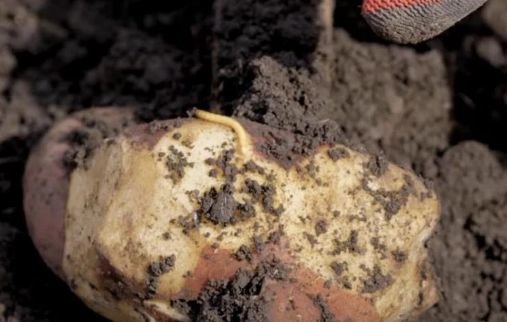 вредители картофеля сорта вега