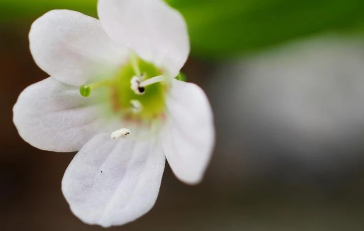 описание цветка бакопа