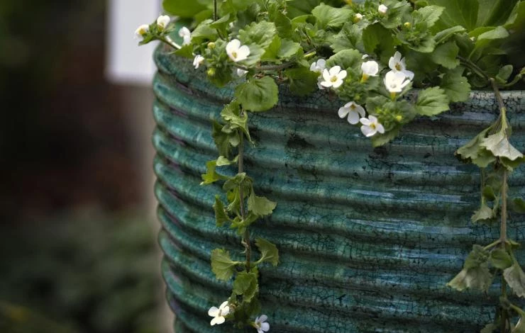 уход за цветком бакопа