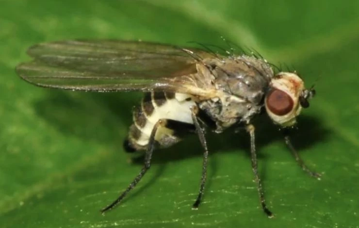 желтеет лук из-за вредителей