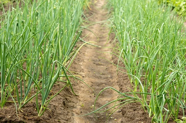 почему желтеет лук в огороде