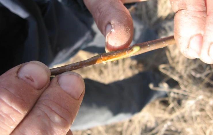 как провести весеннюю окулировку в приклад