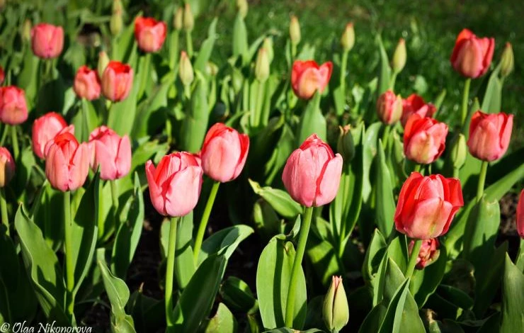 причины, по которым не цветут тюльпаны