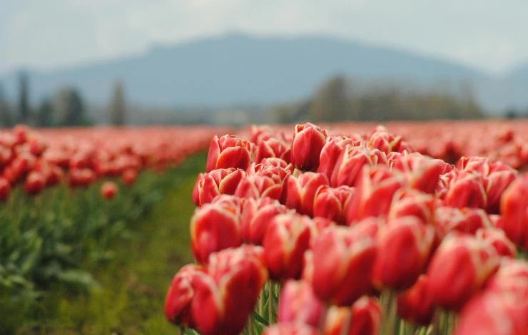 как выбрать место для тюльпана, чтобы добиться цветения