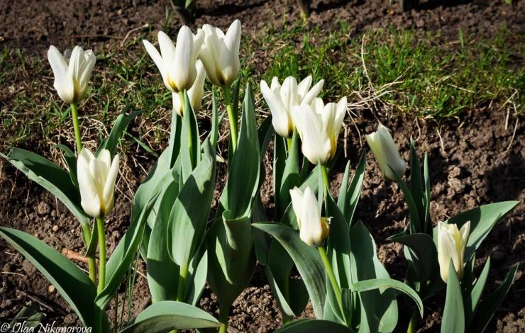 как получить цветение тюльпанов