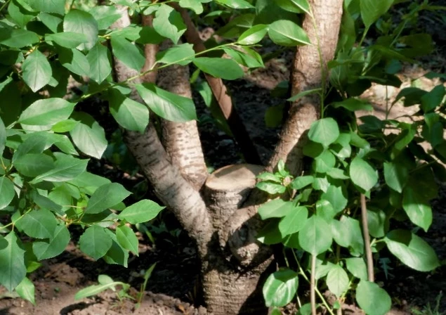 Борьба с монилиозом вишни