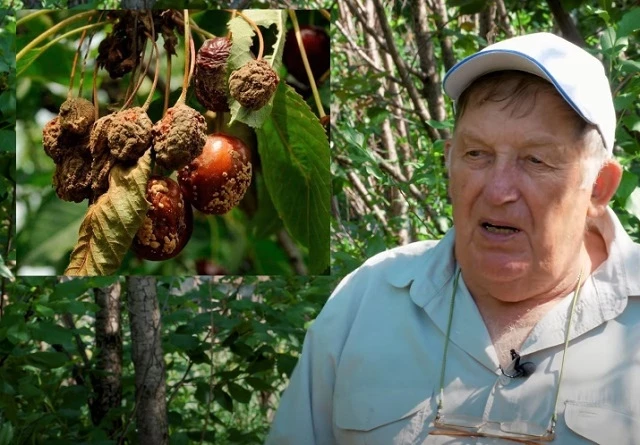 Монилиальный ожог вишни