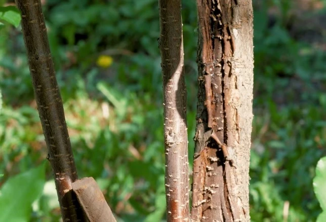 Поражение вишни монилиозом