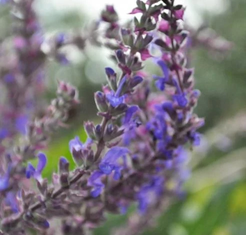 Шалфей дубравный цветет все лето
