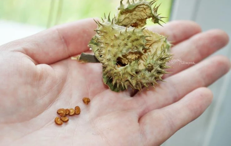 как выглядит цветок дурман