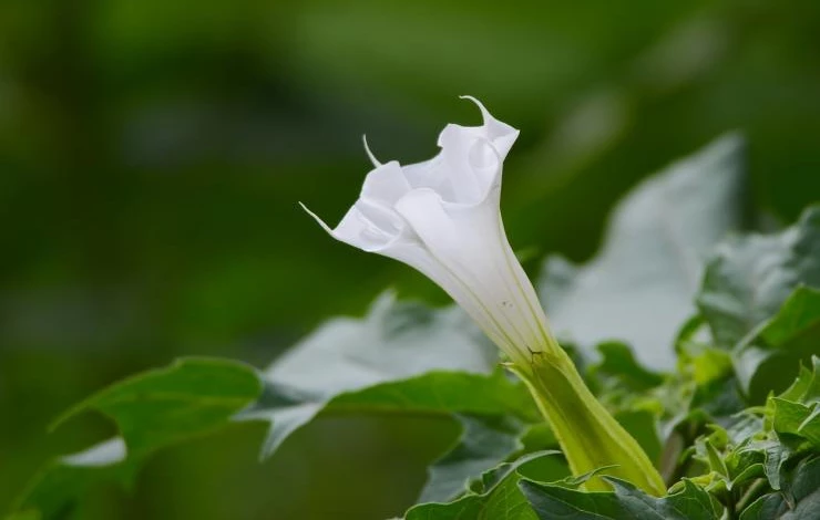 размножение дурмана