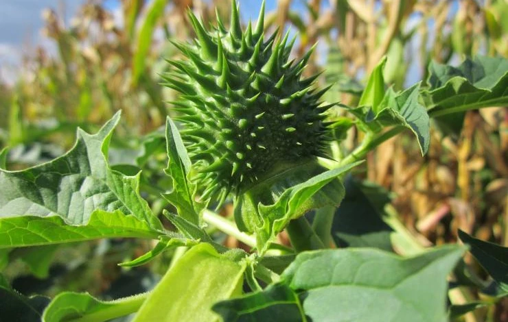 чем подкормить растение датура (дурман)