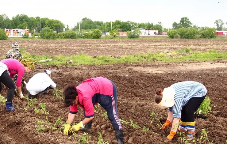 Обработка томатов бором при высадке