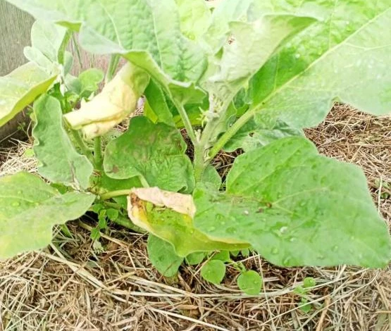 Листья огурцов становятся белыми из-за нехватки питания