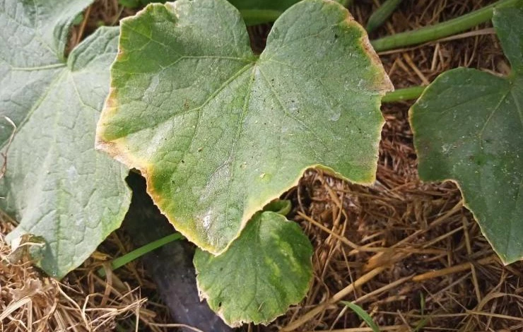 как помочь огурцам при опадании и пожелтении завязей