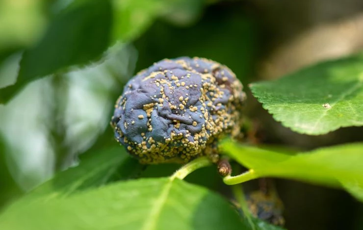 Болезни сливы: монилиоз