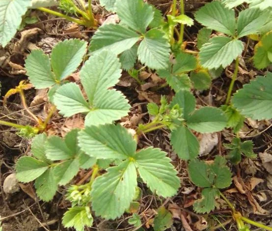 рыжие пятна на листьях клубники