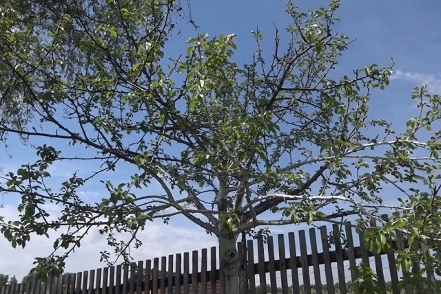 Если яблоня обрастает листочками и почками, ее можно вылечить