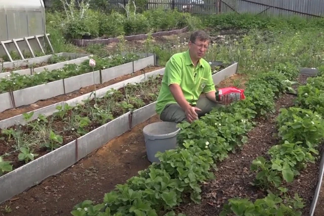 Землянику подкармливают до плодоношения