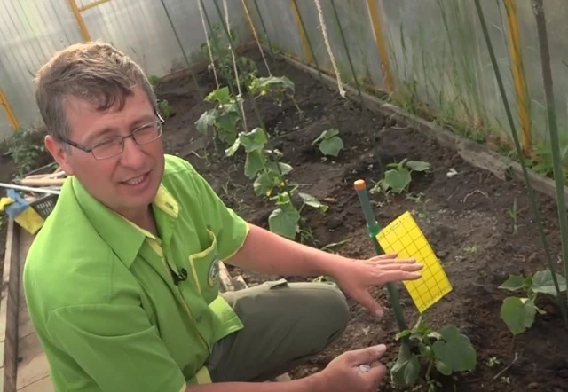 Клеевая ловушка для насекомых