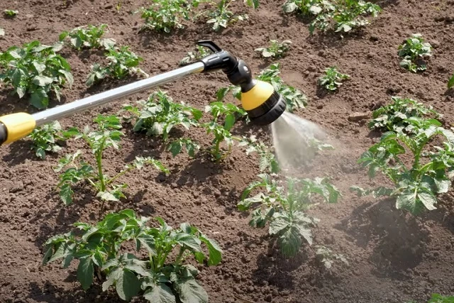Как поливать картофель
