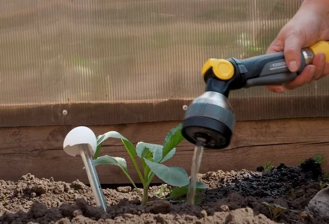 Правила полива капусты