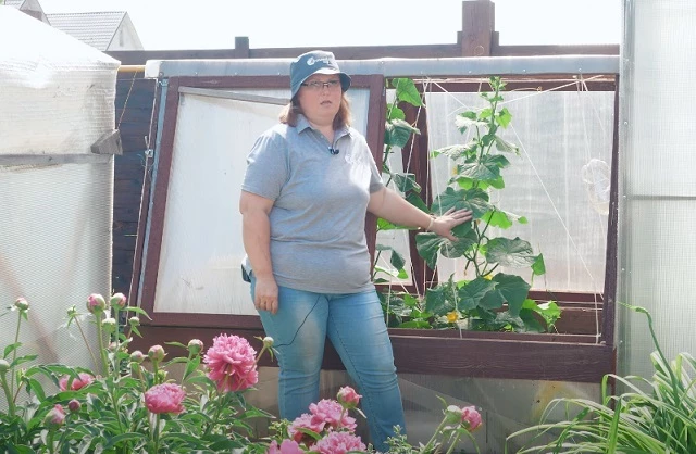 Полив огурцов в теплице