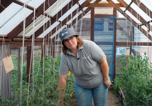 Полив томатов