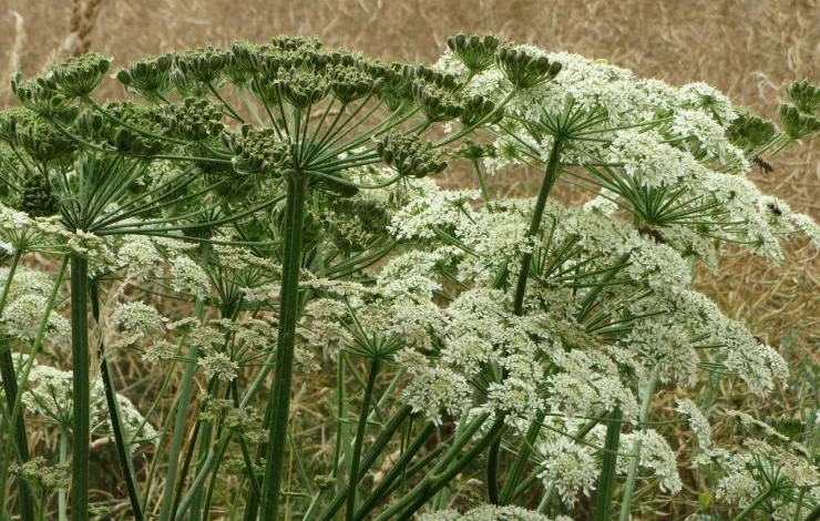 Как избавиться от борщевика с помощью химии