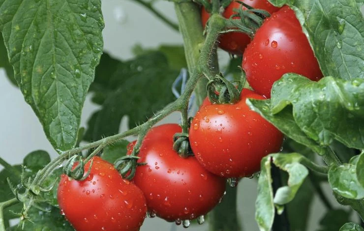 Рецепты подкормки помидоров дрожжами в открытом грунте