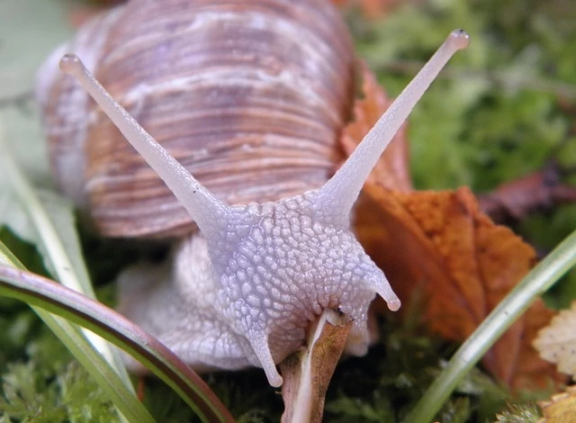 Улитки могут уничтожить весь урожай