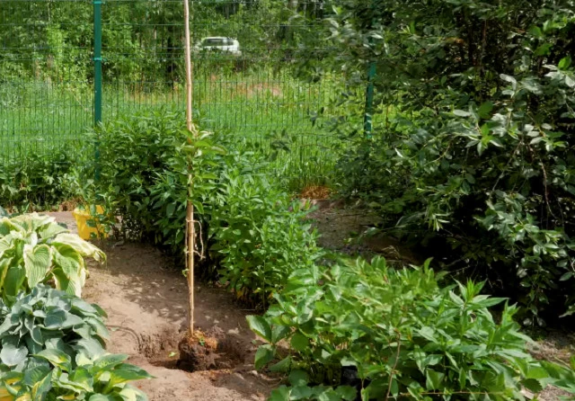 Подвязанная яблоня