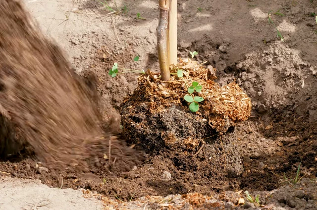 Посадка яблони на холм