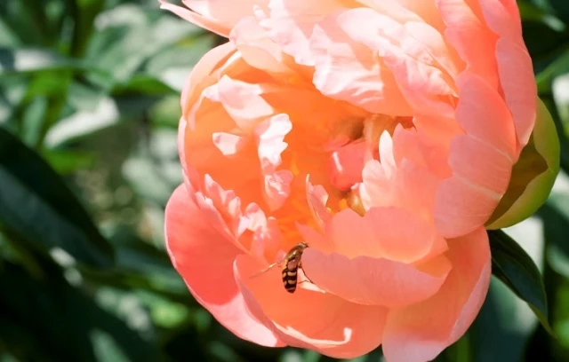 Неправильно посаженный пион цветет только в первый год