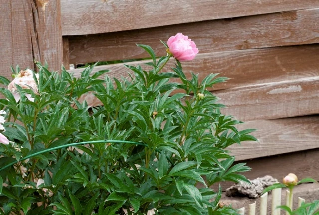 Кусты пионов цветут до 20 лет