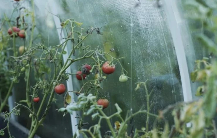 Подкормка томатов йодом в теплице