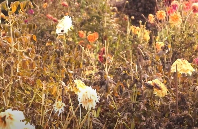 Подмерзшие георгины нужно выкапывать